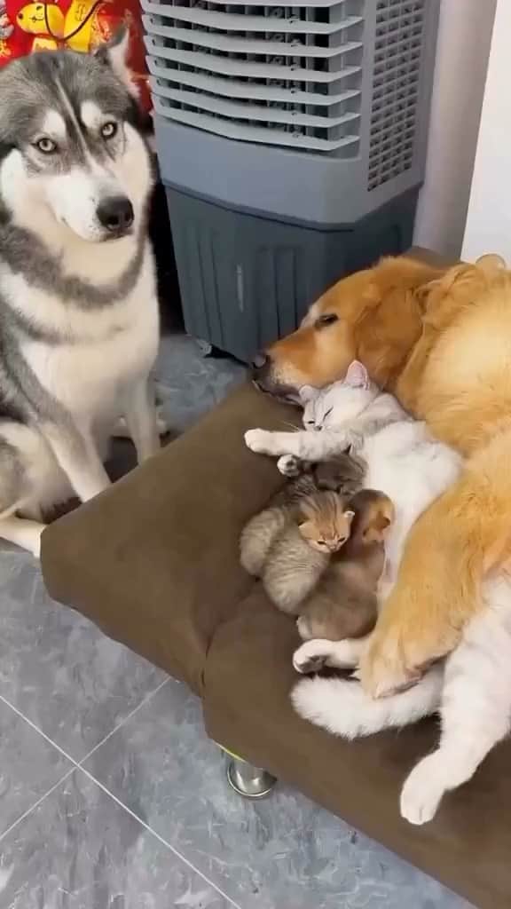 Cute Pets Dogs Catsのインスタグラム：「😍  Credit: dog_anh_cat (tt)  For all crediting issues and removals pls DM .  Note: we don’t own this video, all rights go to their respective owners. If owner is not provided, tagged (meaning we couldn’t find who is the owner), pls DM and owner will be tagged shortly after.  #kitty #cats #kitten #kittens #kedi #katze #แมว #猫 #ねこ #ネコ #貓 #고양이 #Кот #котэ #котик #кошка#cutecats #meow #kittycat #catinstagram #catsclub #caturday #catsofig #bestmeow #exellent_」