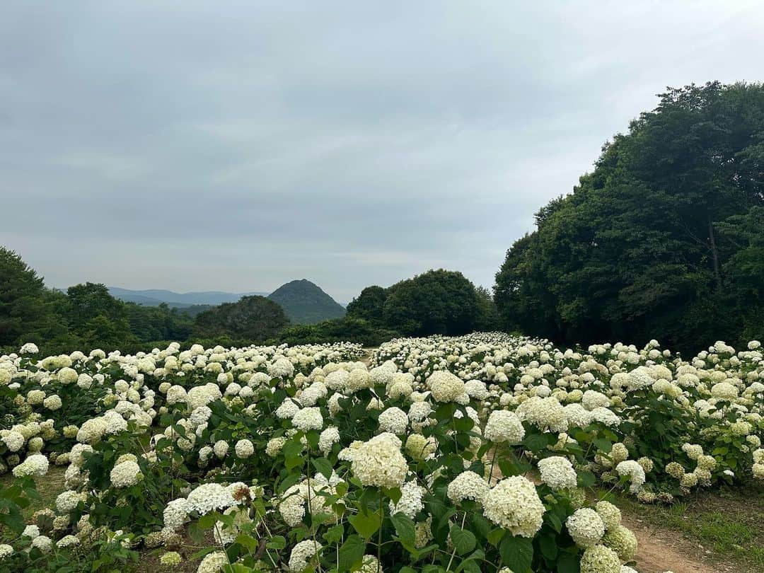 大隅智子さんのインスタグラム写真 - (大隅智子Instagram)「先週、アジサイの取材に世羅町に行ってきました！ 大好きなアナベルがまだ見事でした！ そして、本アジサイも綺麗！ 金魚鉢の水の中のアジサイも清涼感たっぶりでした！ #アジサイ　#アナベル　#本アジサイ　#世羅町　#可夢の里」7月13日 22時55分 - tomokotenki