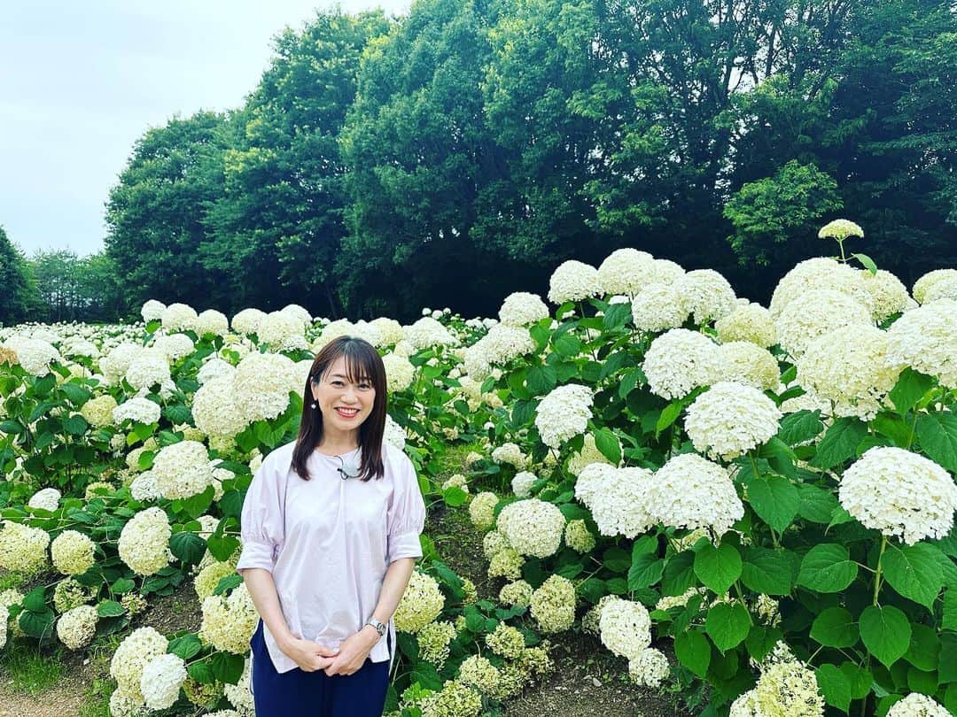 大隅智子のインスタグラム：「先週、アジサイの取材に世羅町に行ってきました！ 大好きなアナベルがまだ見事でした！ そして、本アジサイも綺麗！ 金魚鉢の水の中のアジサイも清涼感たっぶりでした！ #アジサイ　#アナベル　#本アジサイ　#世羅町　#可夢の里」