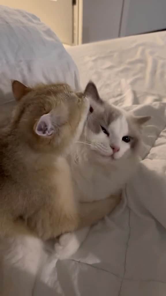 Cute Pets Dogs Catsのインスタグラム：「I want what they have 🥰  Credit: beautiful nimobiru (tt) ** For all crediting issues and removals pls 𝐄𝐦𝐚𝐢𝐥 𝐮𝐬 ☺️  𝐍𝐨𝐭𝐞: we don’t own this video/pics, all rights go to their respective owners. If owner is not provided, tagged (meaning we couldn’t find who is the owner), 𝐩𝐥𝐬 𝐄𝐦𝐚𝐢𝐥 𝐮𝐬 with 𝐬𝐮𝐛𝐣𝐞𝐜𝐭 “𝐂𝐫𝐞𝐝𝐢𝐭 𝐈𝐬𝐬𝐮𝐞𝐬” and 𝐨𝐰𝐧𝐞𝐫 𝐰𝐢𝐥𝐥 𝐛𝐞 𝐭𝐚𝐠𝐠𝐞𝐝 𝐬𝐡𝐨𝐫𝐭𝐥𝐲 𝐚𝐟𝐭𝐞𝐫.  We have been building this community for over 6 years, but 𝐞𝐯𝐞𝐫𝐲 𝐫𝐞𝐩𝐨𝐫𝐭 𝐜𝐨𝐮𝐥𝐝 𝐠𝐞𝐭 𝐨𝐮𝐫 𝐩𝐚𝐠𝐞 𝐝𝐞𝐥𝐞𝐭𝐞𝐝, pls email us first. **」