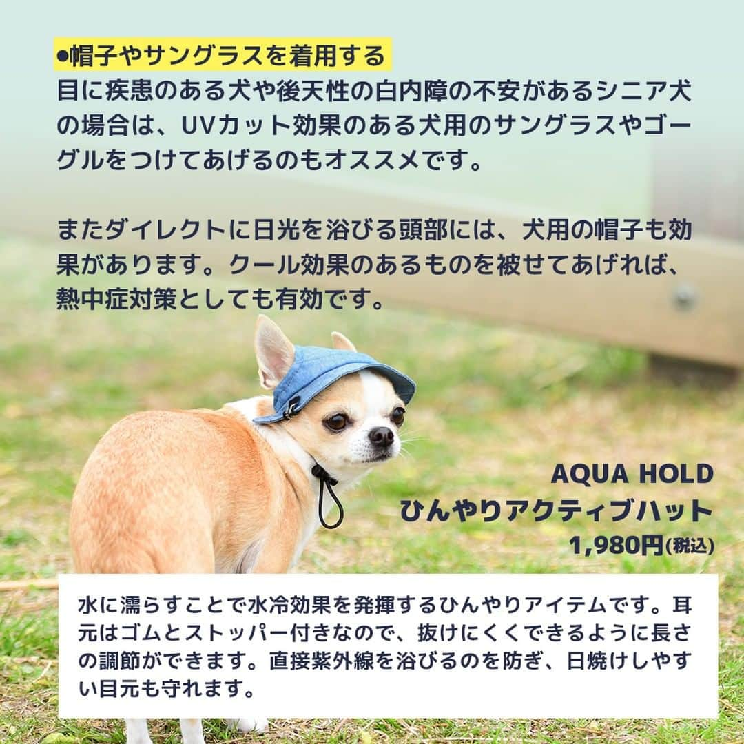 iDog&iCatさんのインスタグラム写真 - (iDog&iCatInstagram)「愛犬との暮らしをもっと楽しく快適に！ IDOG&ICATのお役立ちコラム随時更新中です♪  本日は夏の日差し・紫外線とワンちゃんについて注意すべきことなどをまとめた記事を紹介いたします！  【がんや白内障のリスクも？犬の紫外線対策が必要な理由とおすすめ対策グッズ】  人間と違って犬の身体は被毛に覆われているため、紫外線の影響は受けにくいといえます。 しかし、紫外線による影響がまったくないわけではありません。  この記事では、紫外線に関するさまざまな疑問にお答えしながら、犬のための紫外線対策をおすすめのアイテムとともに詳しく解説していきます。  IDOG&ICATでは様々な紫外線対策にもお使いいただけるアイテムをご用意しております。 是非、ワンちゃんとの暮らしにご利用ください♪  ●保存しておけばいつでも見返せて便利です♪  コラムはIDOG&ICAT公式サイトからご覧いただけます！ https://www.idog.jp/blog/2023/06/02/ultraviolet-rays-dog/  #iDog #IDOGICAT #iCat #犬の服 #犬服 #ペットウェア #犬の服iDog #犬 #うちの子優勝 #わんすたぐらむ #dog #チワワ #トイプードル #ミニチュアダックス #柴犬 #ペット用品 #犬との暮らし #熱中症対策 #夏 #暑さ対策 #ひんやり #ペットベッド #紫外線対策 #紫外線予防 #紫外線」7月13日 14時00分 - idogicat