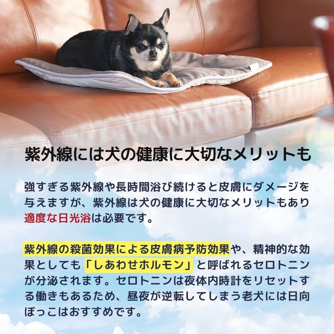 iDog&iCatさんのインスタグラム写真 - (iDog&iCatInstagram)「愛犬との暮らしをもっと楽しく快適に！ IDOG&ICATのお役立ちコラム随時更新中です♪  本日は夏の日差し・紫外線とワンちゃんについて注意すべきことなどをまとめた記事を紹介いたします！  【がんや白内障のリスクも？犬の紫外線対策が必要な理由とおすすめ対策グッズ】  人間と違って犬の身体は被毛に覆われているため、紫外線の影響は受けにくいといえます。 しかし、紫外線による影響がまったくないわけではありません。  この記事では、紫外線に関するさまざまな疑問にお答えしながら、犬のための紫外線対策をおすすめのアイテムとともに詳しく解説していきます。  IDOG&ICATでは様々な紫外線対策にもお使いいただけるアイテムをご用意しております。 是非、ワンちゃんとの暮らしにご利用ください♪  ●保存しておけばいつでも見返せて便利です♪  コラムはIDOG&ICAT公式サイトからご覧いただけます！ https://www.idog.jp/blog/2023/06/02/ultraviolet-rays-dog/  #iDog #IDOGICAT #iCat #犬の服 #犬服 #ペットウェア #犬の服iDog #犬 #うちの子優勝 #わんすたぐらむ #dog #チワワ #トイプードル #ミニチュアダックス #柴犬 #ペット用品 #犬との暮らし #熱中症対策 #夏 #暑さ対策 #ひんやり #ペットベッド #紫外線対策 #紫外線予防 #紫外線」7月13日 14時00分 - idogicat