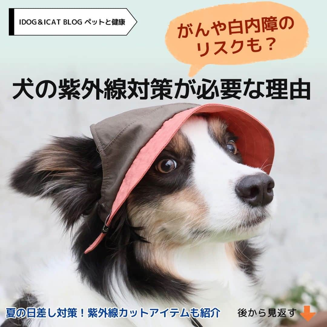 iDog&iCatのインスタグラム