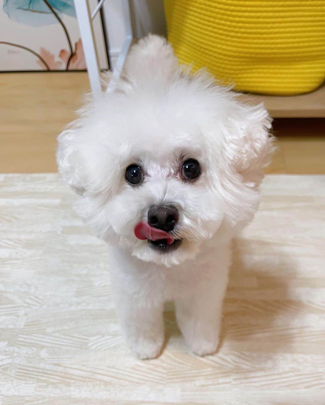 高嶋香帆さんのインスタグラム写真 - (高嶋香帆Instagram)「犬さん達の為に今日も頑張らねばって思うよ、ありがとう🥰」7月16日 19時00分 - kaho_takashima