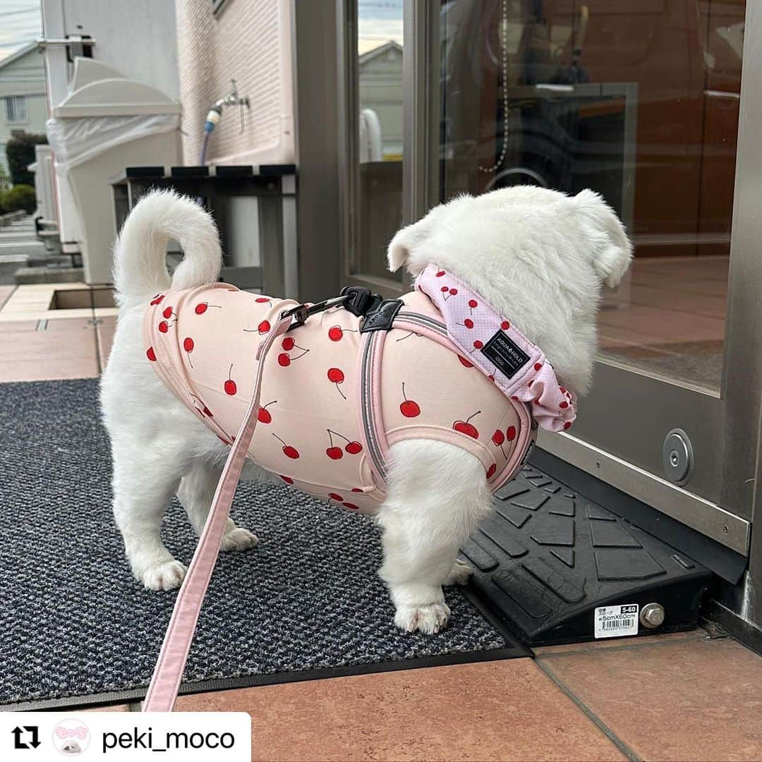 iDog&iCatのインスタグラム