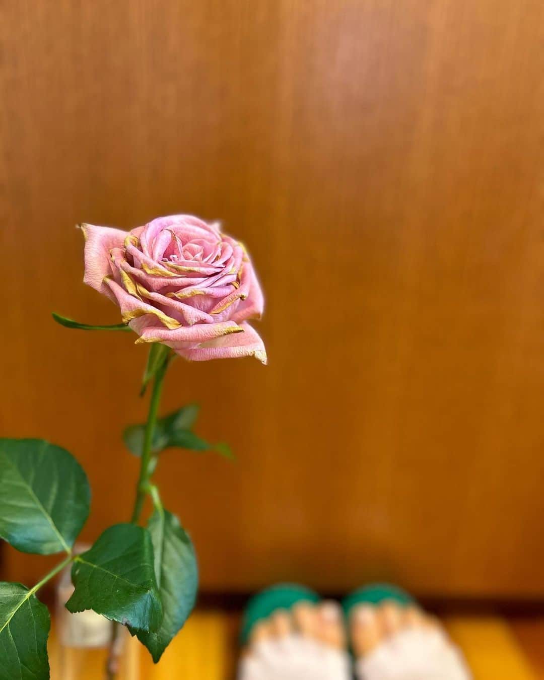 中岡由佳さんのインスタグラム写真 - (中岡由佳Instagram)「❇︎ 枯れぎわの薔薇も 見方を変えると美しい 黄金色の光が射したかのように 花弁を縁取るのだから  ＊＊  料理を煮込んでいる時間に、足の裏でマッサージボールを転がしている。ピラティスのレッスンが始まる前に、このボールで土踏まずをマッサージするようにインストラクターから教わった。家にも買って時々ゴリゴリ🦠体重を乗せると結構痛いけれど、血行が良くなる。マッサージボールのイメージでちょうどいい絵文字をつけたけれどこれはウィルスだ。世の中のウィルスと戦うかの如く、今日もしっかり踏みつけよう👣 #rose  #massageball  #healthy」7月13日 15時38分 - yuka_nakaoka