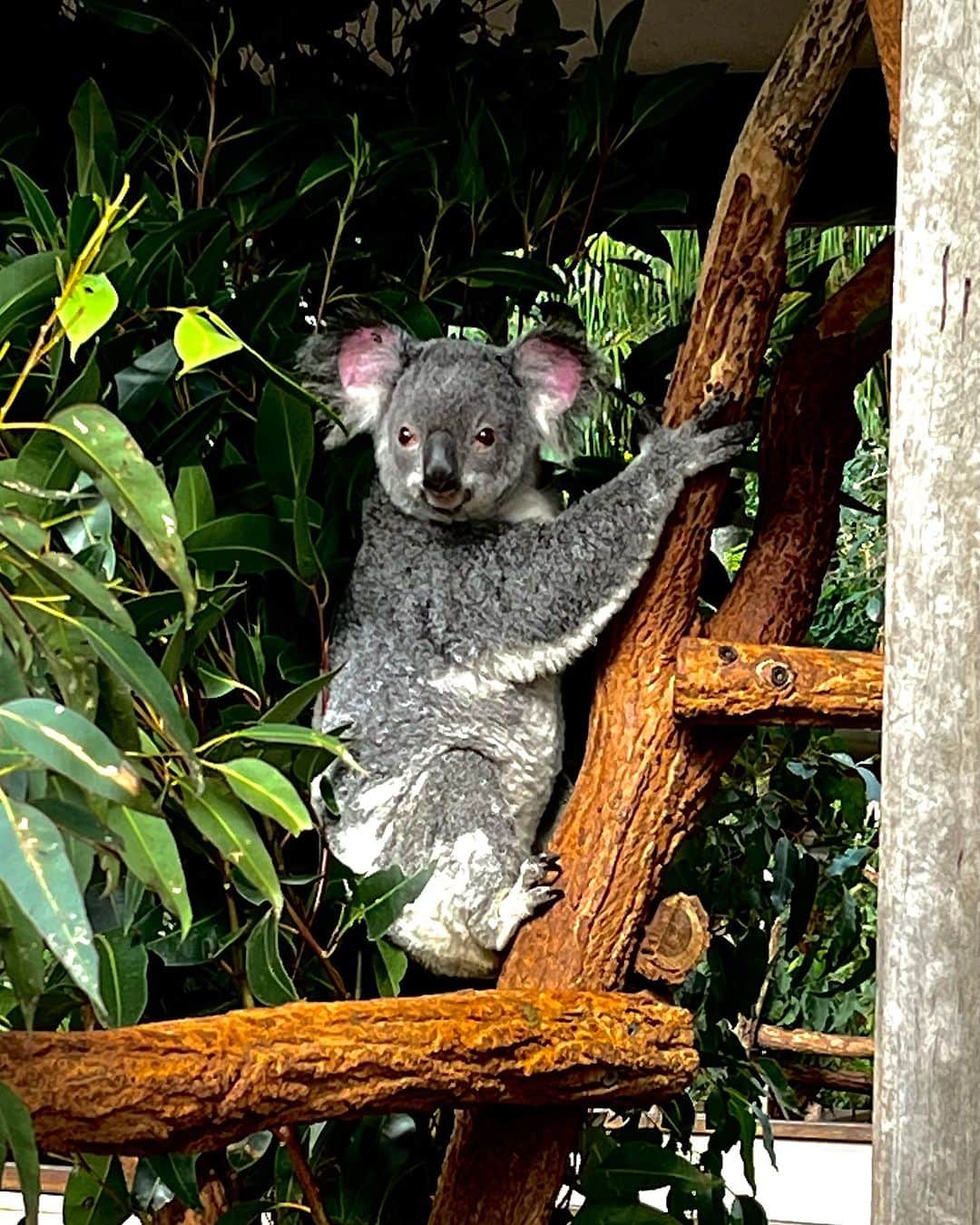 レオ・ルカ・スフォルツァさんのインスタグラム写真 - (レオ・ルカ・スフォルツァInstagram)「Lone pine koala sanctuary 😍」7月13日 16時27分 - leolucasforza