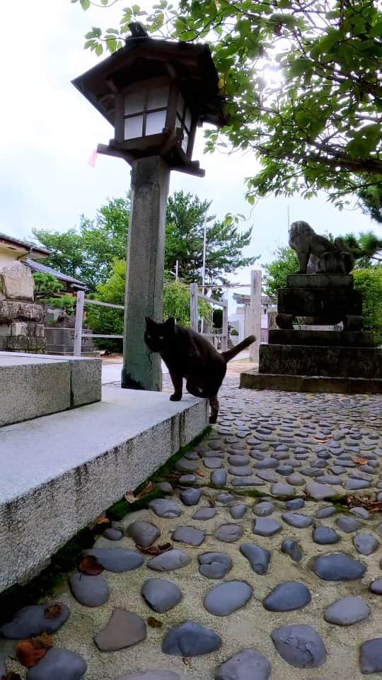 感動猫動画のインスタグラム：「神社にいた黒猫ちゃんカワイイ #猫島 #野良猫 #Cat #猫 #子猫 #kitten #catisland」