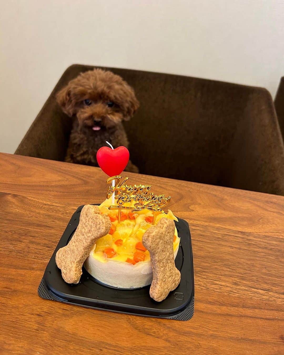 廣瀬純のインスタグラム：「チカ🐕4歳の誕生日にケーキをいただきました🍰  ケーキをプレゼント🎁してくれたのは小林樹斗投手❣️  ワンちゃん🐶大好きだそうで、インスタでチカくんを見てくれて、いきなりのサプライズ😮  樹斗ありがと〜❣️  小林樹斗投手の応援もよろしくお願いします💪 @tatsutokobayashi_official  #チカ散歩」