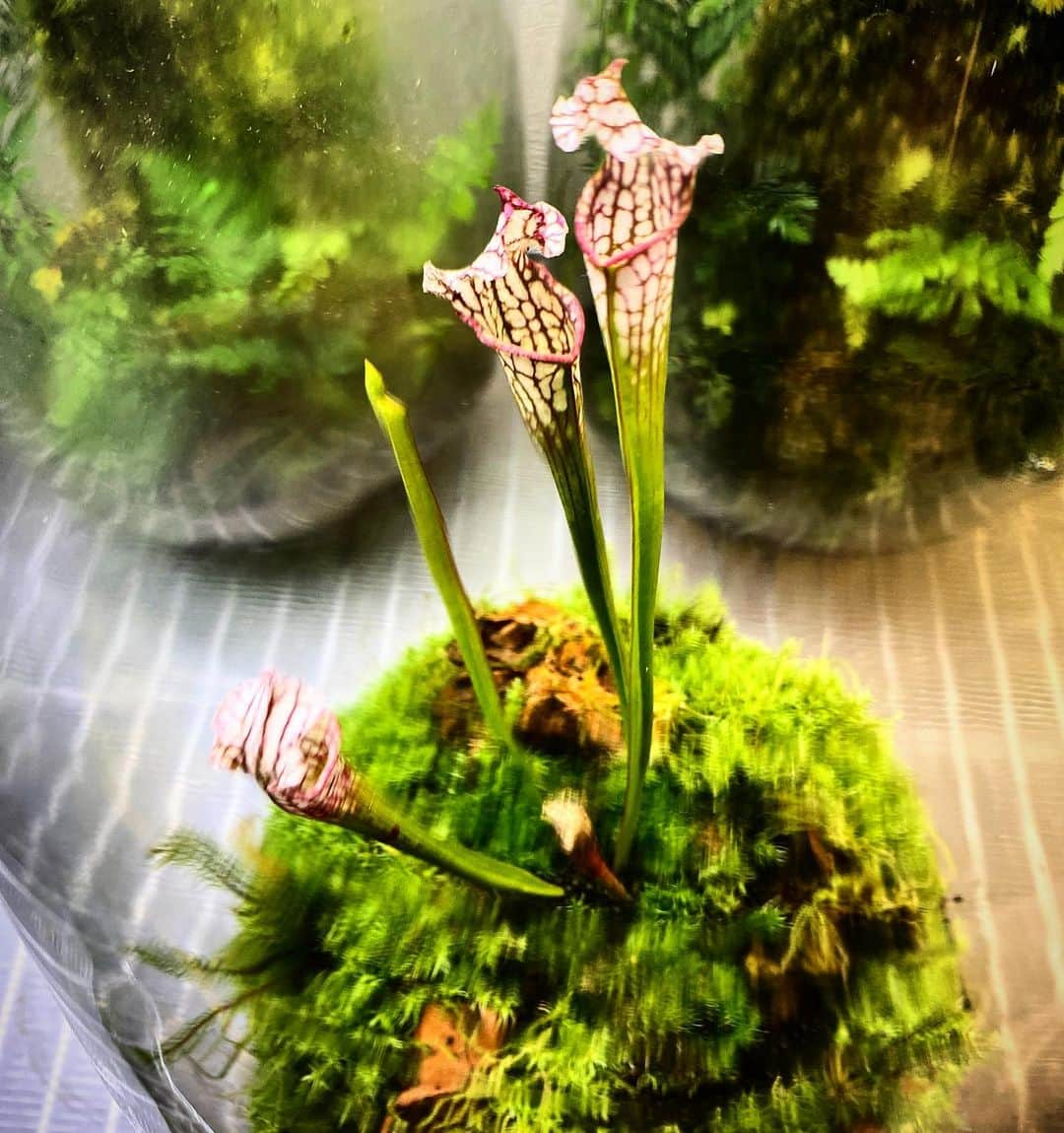 Mosslight-LEDさんのインスタグラム写真 - (Mosslight-LEDInstagram)「Mosslight   サラセニア・レイコフィラ Sarracenia leucophylla  #mosslight #モスライト  #terrarim#テラリウム #moss#苔#コケ#paludariums #パルダリウム #terrariums#terariums #terariumdesign #terrariumsdesigns#lightart#サラセニア#Sarracenia」7月13日 17時41分 - mosslight1955