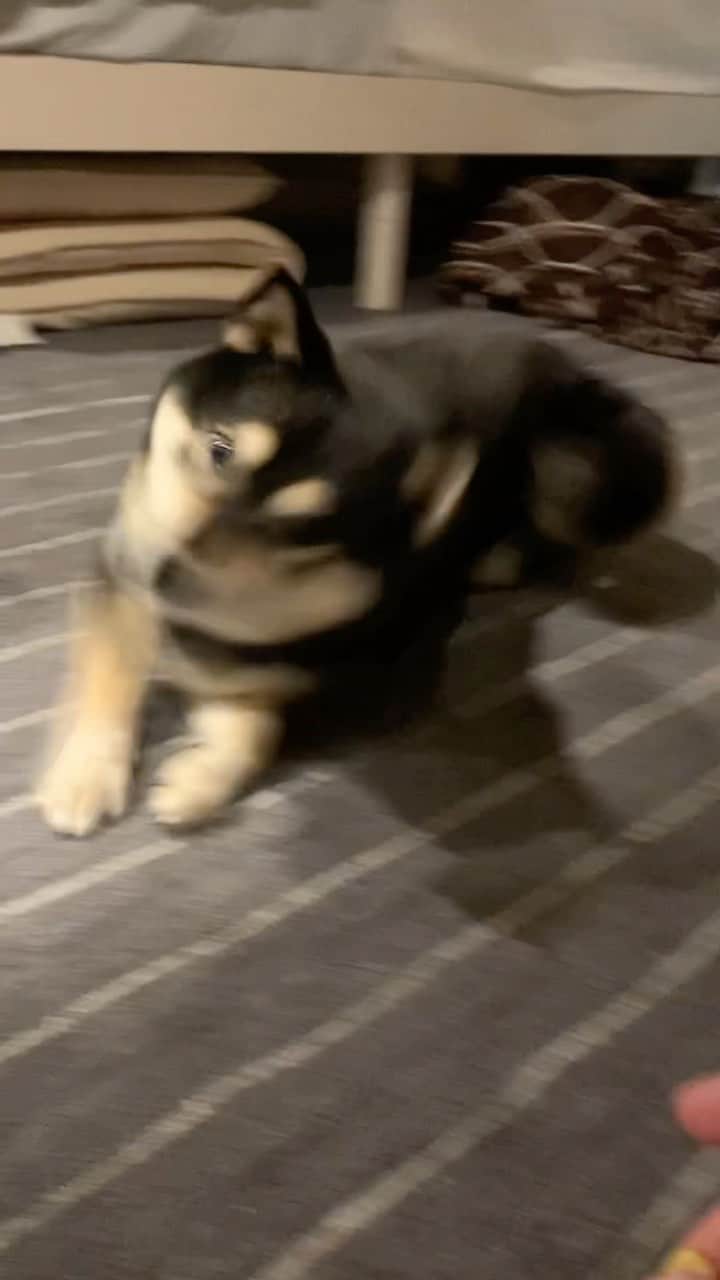 のインスタグラム：「・ ・ 本日も多飲多尿あこわん🐶でもすこし水を飲む量も減ってきました😄 ・ おしっこも減ってきた⤴️ただ横になってる時に少量おしっこ漏らすことがあります🤔 ・ 多飲多尿収まるとこれも治るかな🤔同じ症状になった方いれば教えてください🙇🏻‍♀️ ・ おちっこ以外は至って元気で食いしん坊あこわん🐶🩷 ・ 今日は久々にゴローン🌀あこわんはグルーンというコマンドもあるので、どっちかわからなくなるあこわんをご覧ください🐶🩷 ・ ・ ・ ・ ・ ・ ・ #朝まで寝てくれるかな🤔 #トイレ外派の辛さ #sapporo  ・ 北海道の柴犬 #柴北会 の皆ワン🐶暑い日は水いっぱい飲もう〜🐶✨ ・ #adorable #instadog#shibainu#dog#柴犬ライフ #instashiba#柴犬マニア #9gag #barked #kuroshiba#socute #cutedog#いぬのきもち #黒柴 #dogstagram_japan」