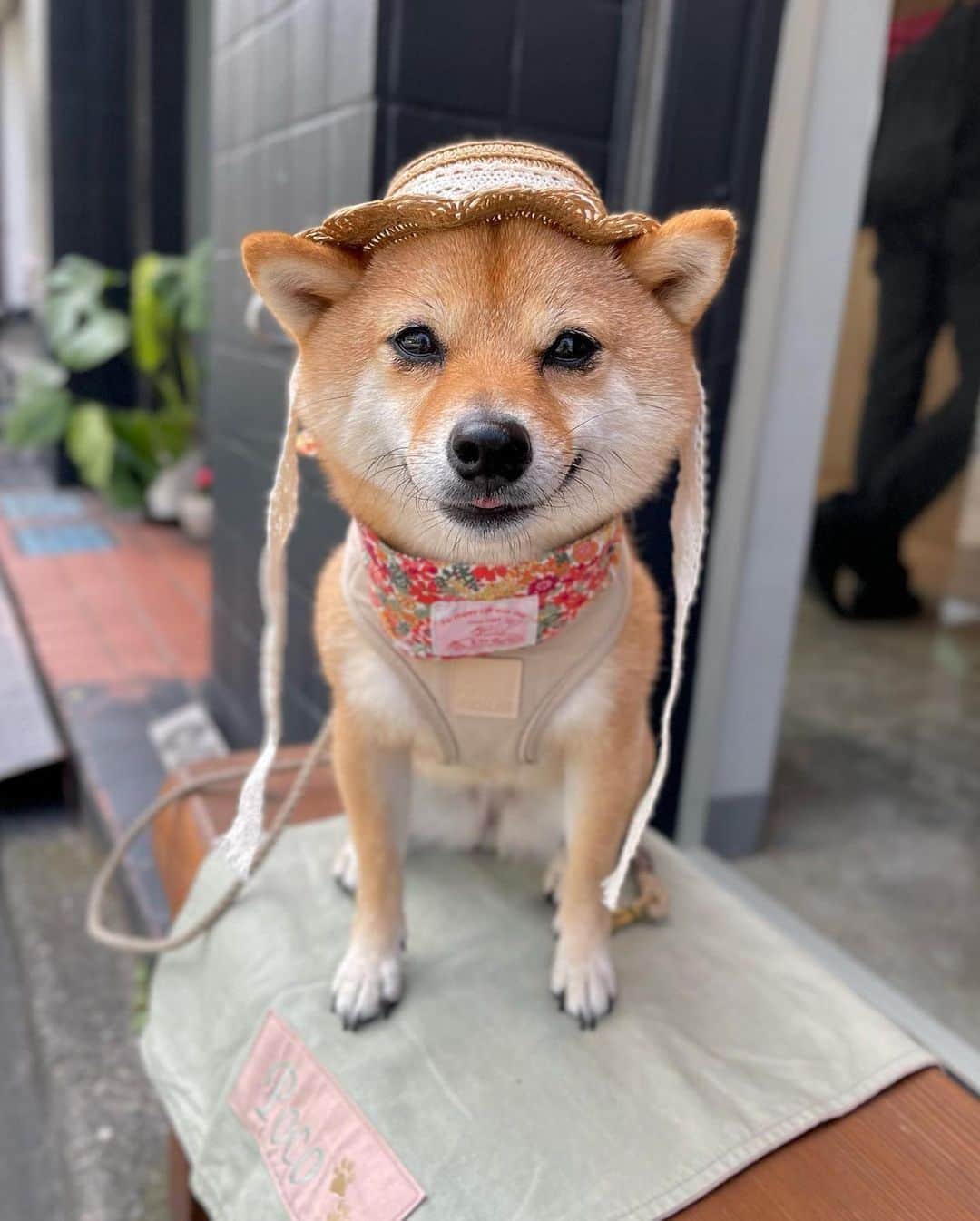 PECO いぬ部のインスタグラム：「「みんな紫外線対策してる🌞？」  ㅤㅤ 今回素敵な投稿をしてくださったのは… @poco_mame23 さん（豆柴ぽこちゃん） 他にも素敵なお写真がたくさんあるので ぜひ遊びに行ってみてね♪ ㅤㅤ ㅤㅤ ㅤㅤ 〖 #pecoいぬ部（ #ペコねこ部 ） 〗をつけてご投稿いただくと PECOのSNSで楽しくご紹介させていただきます😋 フォロー&コメントお待ちしています✨ ㅤㅤ ㅤㅤ  ============================== @pecodogs（ @pecocats ）☚YouTubeでも可愛いワンコ（ニャンコ）紹介中🐶💕 ==============================  #犬のいる暮らし #犬部 #犬好きな人と繋がりたい #dogstagram #doglover #멍스타그램 #개스타그램  #豆柴 #柴犬 #紫外線対策 #麦わら帽子 #熱中症対策 #対策大事」