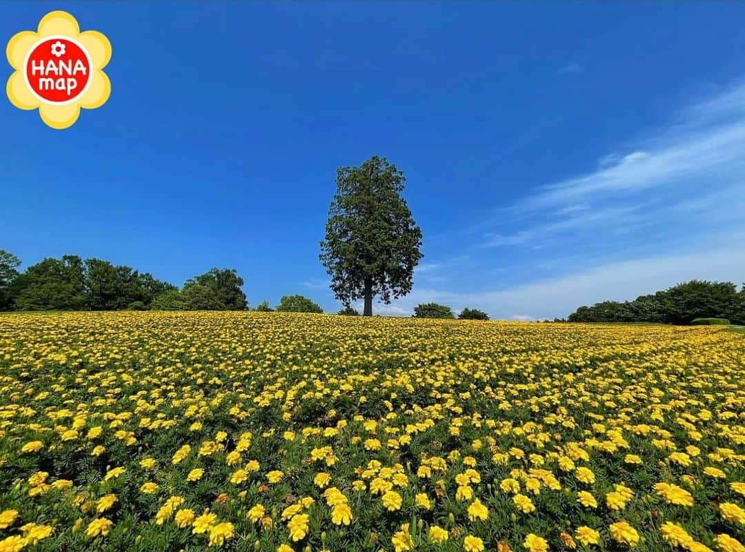 はなまっぷ❁日本の花風景のインスタグラム