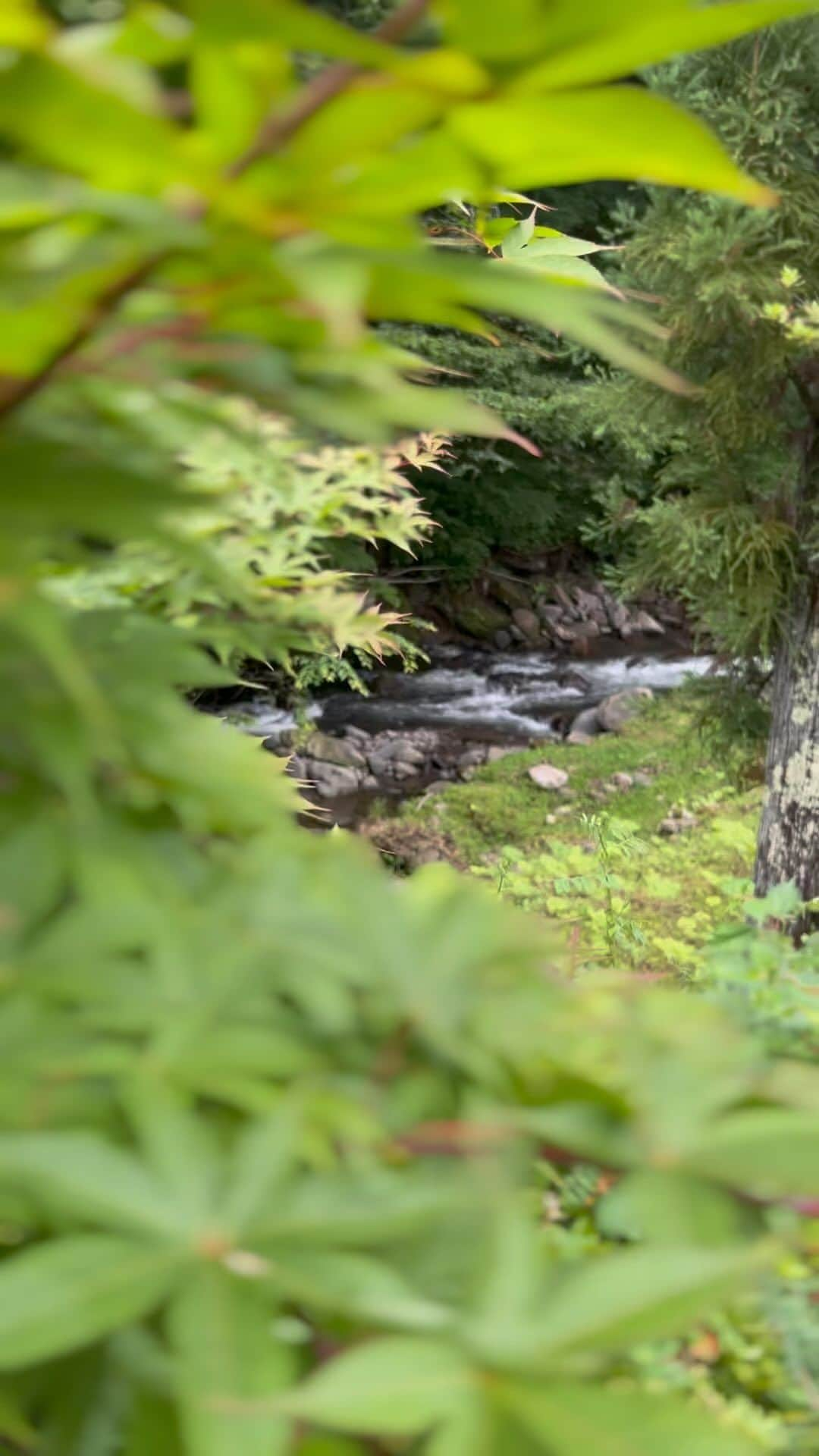 レイチェル・チャンのインスタグラム：「Sharing soothing sound & energy✨ 涼しげなせせらぎの音をお裾分け…🌿  #green #nature #positiveenergy #自然　#せせらぎ　#soothingsounds #癒し」