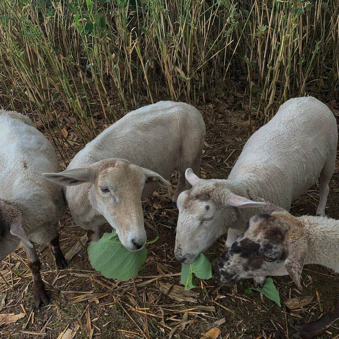 久保田紗友さんのインスタグラム写真 - (久保田紗友Instagram)「you guys are cuuuuute!🐑🍃💛💛」7月13日 18時44分 - kubotasayu