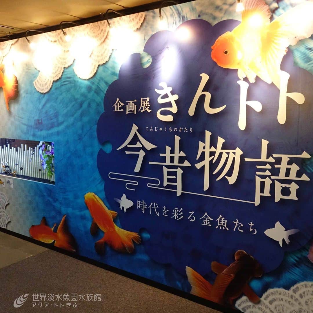 世界淡水魚園水族館 アクア・トト ぎふのインスタグラム：「いよいよ明日7月14日からは、新しい企画展『きんトト今昔物語ー時代を彩る金魚たちー』が始まります！  直前まで準備中！！お楽しみに！！  #アクアトト #水族館 #aquarium #企画展 #金魚 #きんトト #オアシスパーク #河川環境楽園」