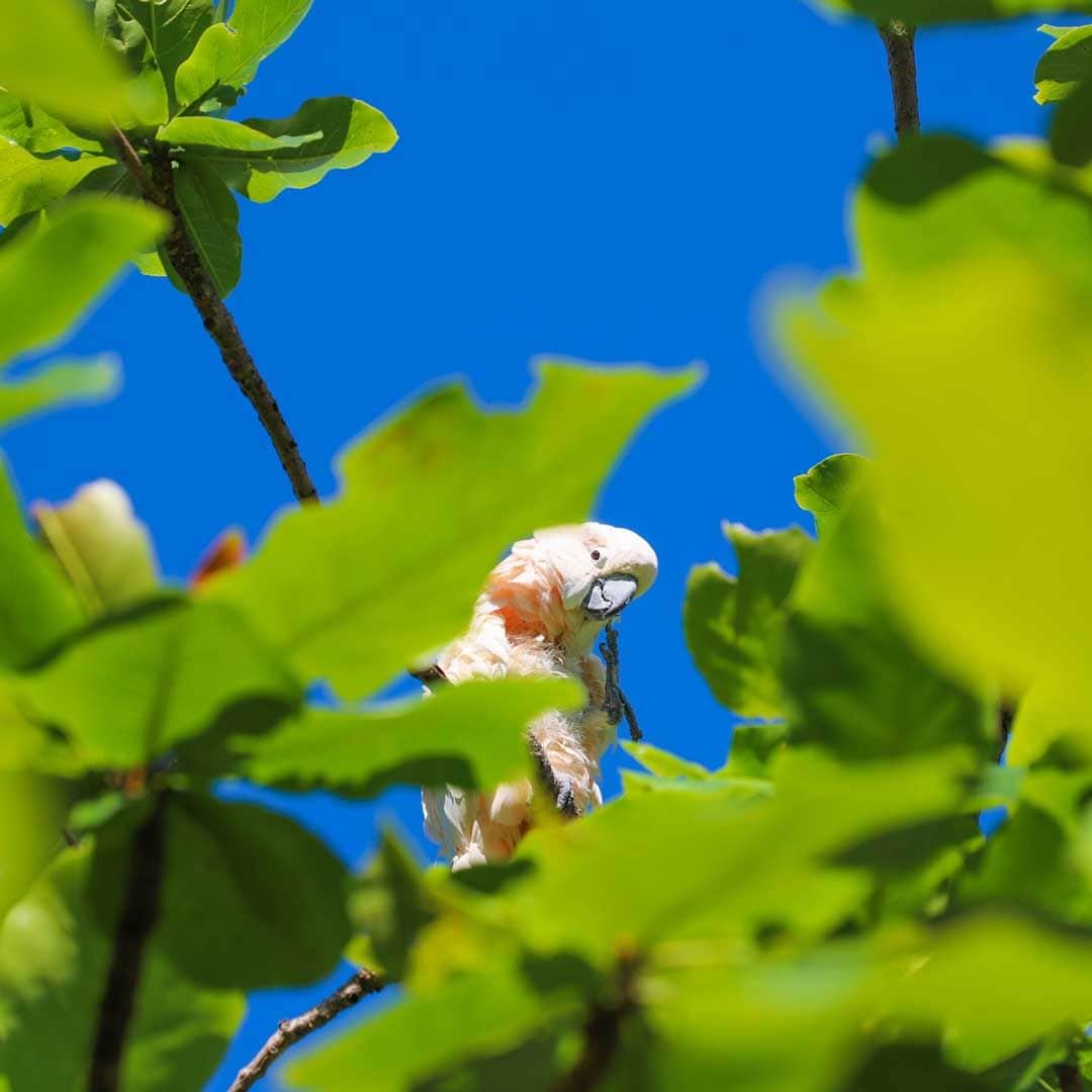 【公式】ルネッサンスリゾートオキナワのインスタグラム：「木の上でのんびりしているのは……仕草もかわいいミルキーです。日によってチャーミーやオスカーが休んでいますよ。インコが休む木はカメの散歩道にあるので探してみてくださいね。  #ルネッサンスリゾートオキナワ #恩納村 #沖縄 #沖縄リゾート #インコ #renaissanceokinawaresort #okinawa #resort #renhotels」