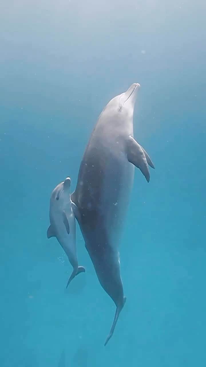 Australiaのインスタグラム：「“When I grow up, I want to be just like my mumma!” 🥹🐬 It truly is a magical time on @queensland’s @gbrmarinepark - just ask @finsandphotography who captured this mum and calf duo off the coast @ladyelliotislandecoresort on the @southerngreatbarrierreef. This marine paradise off @visitbundaberg is not only the perfect spot for some serious R&R but is also an amazing place to see marine life and pristine coral 🪸🤿 Tag a friend who’s craving an island getaway!👇   🎥: @finsandphotography   📍: @ladyelliotislandecoresort, @southerngreatbarrierreef, @queensland   #seeaustralia #comeandsaygday #thisisqueensland #gbrmarinepark #SouthernGreatBarrierReef #gbrmarinepark #ladyelliotisland」