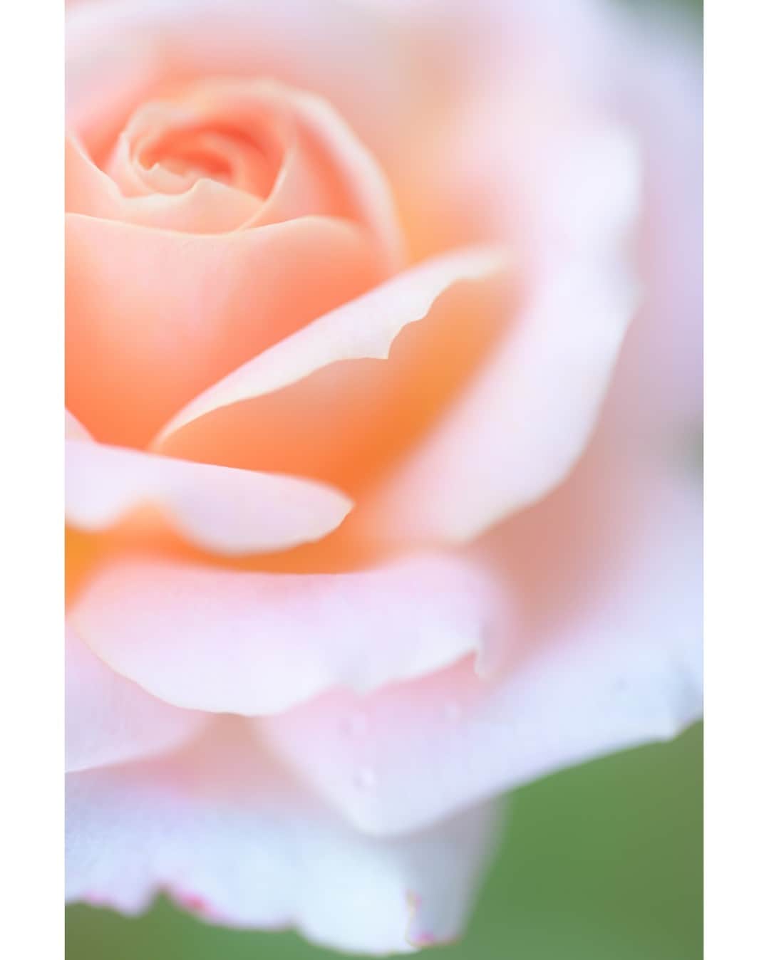 花の写真館のインスタグラム：「Photo by Katsuro Ando. . Original Post[投稿いただいたURL] https://www.facebook.com/photo.php?fbid=6658832984149087 . 本アカウントは、 #私の花の写真 をつけてInstagramに投稿された皆さまの花の写真や、「花の写真館」Facebookページで投稿された花の写真を紹介します。 「花の写真館」Facebookページは、「 @floral.photograph 」のプロフィールにあるURLからご覧ください。 . ※各種法令、マナー、関係者の指示に従った撮影をお願いします。 *Please ensure that your photography adheres to all relevant laws, etiquette, and instructions issued by authorized persons. ※本アカウントは東京カメラ部がFacebook、Instagramのサービスを利用して運営しているもので、Meta社・Instagramとは一切関係ありません。 . #花の写真館 #floralphotograph #floralphoto #flower #flowers Follow: @floral.photograph」