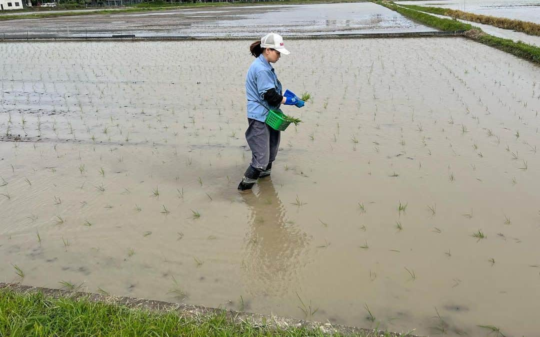 永作あいりさんのインスタグラム写真 - (永作あいりInstagram)「【時差投稿】  ども 田植えアーティストですwwwww  旦那さんの実家は 兼業農家で お米作ってるんだけど  今年も田植え手伝いに行きました🎵  といっても ほぼ田植え機がやるから出番はないんだけど 差し苗っていって 間、空いてるところに植えていく作業だけは やらせてもらってます✨  ちゃんと育ちますように！  #岐阜 #田植え #お米 #育て」7月13日 19時28分 - aili1129