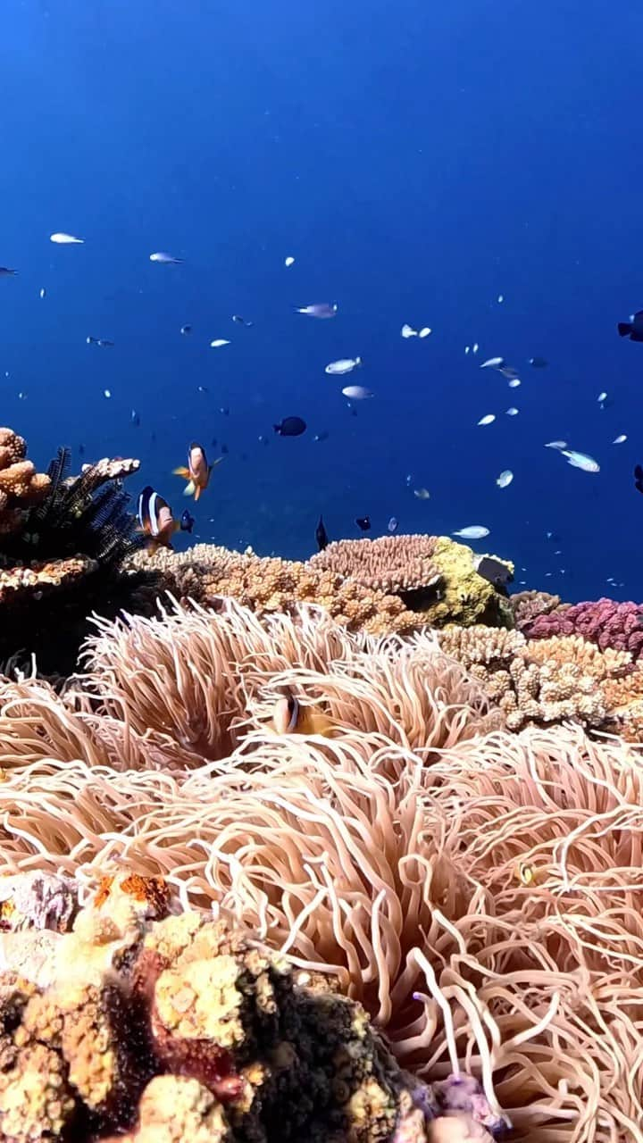 Syuuichi Yamadaのインスタグラム：「🎥 はろー🐠クマノミかわいい🪸 📷 @goprojp @goprojp  📍Okinawa island #沖縄#沖縄旅行#与論島#シュノーケル#오키나와 #visitokinawa#okinawa#beokinawa#クマノミ#ニモ #nature#visitjapanjp @jta_okinawa @natgeotravel @natgeoa @visitjapanjp @visitokinawajapan @nature @beautifuldestinations @oceansnation」