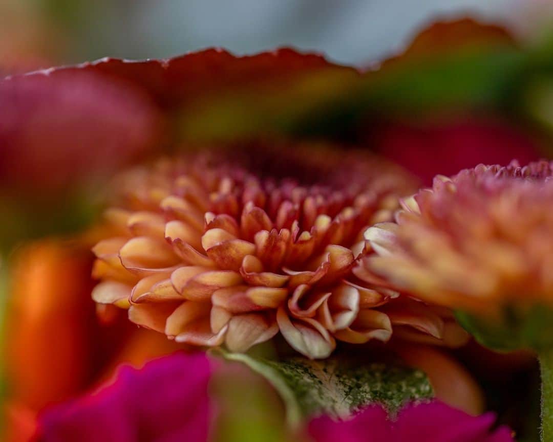 ニコライ・バーグマン・フラワーズ＆デザインさんのインスタグラム写真 - (ニコライ・バーグマン・フラワーズ＆デザインInstagram)「🩷❤️ Love a vibrant arrangement!  . . . . . #nicolaibergmann #flowerdesign #ニコライバーグマン #フラワーデザイン #フラワーアレンジメント #니콜라이버그만 #꽃디자인」7月13日 19時40分 - nicolaibergmann