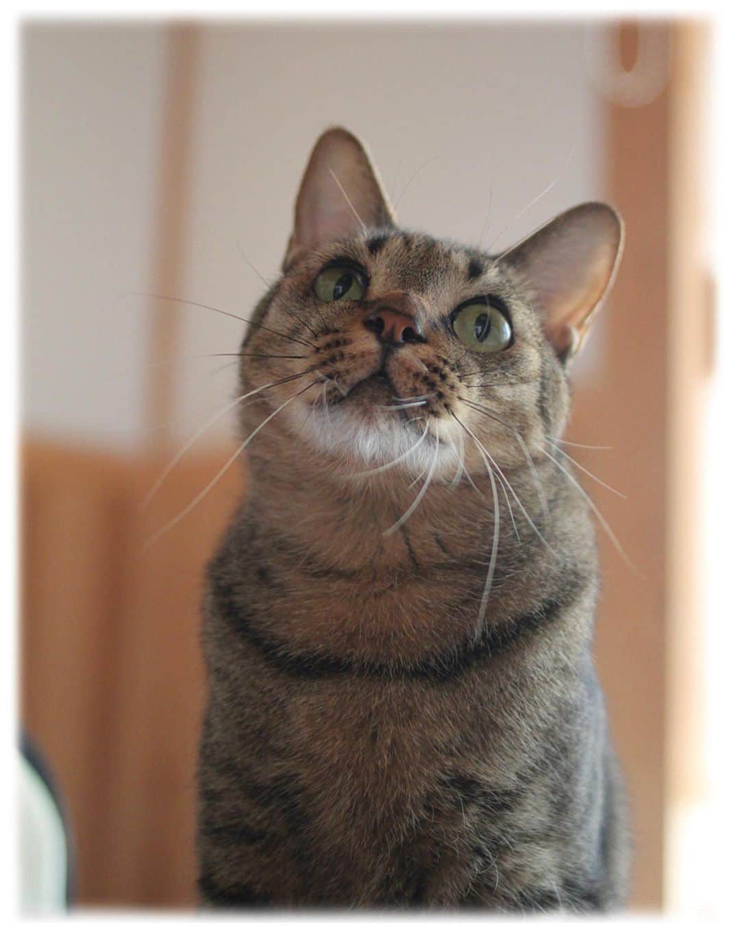 くるねこ大和さんのインスタグラム写真 (くるねこ大和Instagram)「本日発売です ストーリーズのリンクから飛べます。 はぴはぴくる