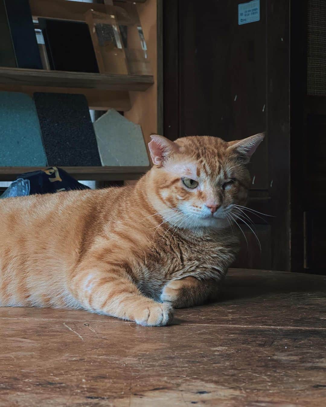 言身寸 in Tainan, Taiwanのインスタグラム：「阿橘表情包上架 - 「#怎麼這樣拍人家啦」 - #本事空間製作所台南工事部 - 2023.7.13 #taiwan #tainan #台灣 #台湾 #台南 #写真」