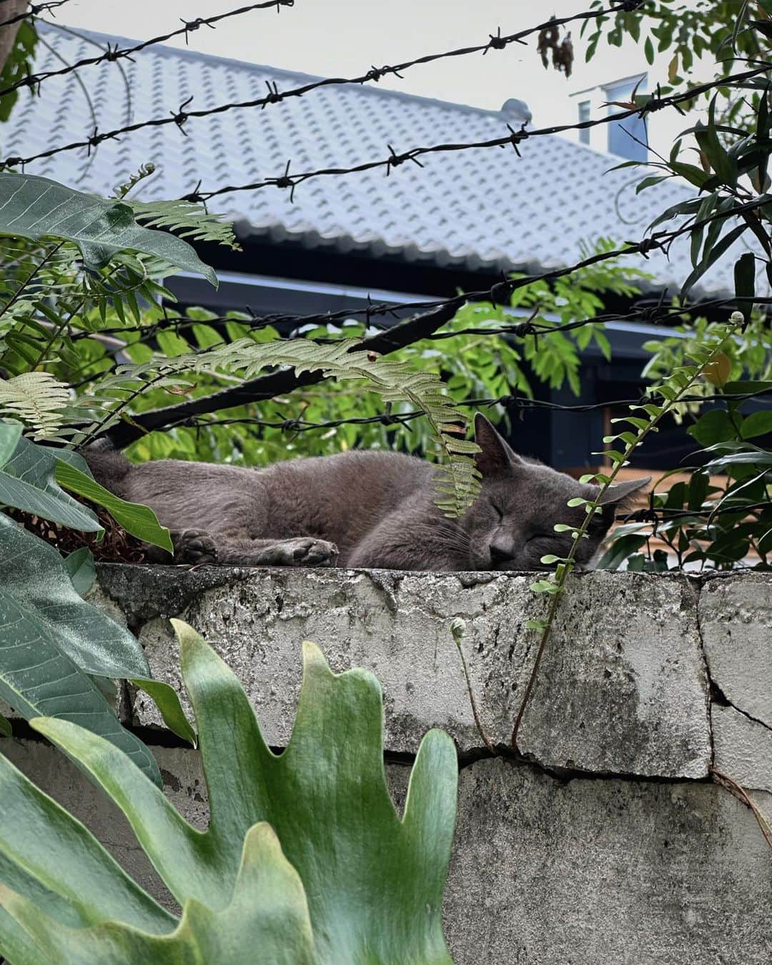 言身寸 in Tainan, Taiwanのインスタグラム：「比魯斯 - 「#怎麼這樣拍人家啦」 - #本事空間製作所台南工事部 - 2023.7.13 #taiwan #tainan #台灣 #台湾 #台南 #写真」