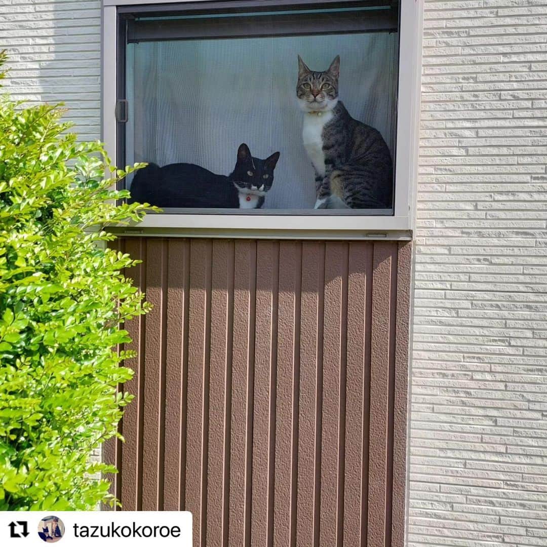【公式】いぬのきもち・ねこのきもちのインスタグラム：「#Repost @tazukokoroe さんの月見くんと日之出くん。  ママまだかな〜  もうすぐだよ  ほらっ  😊😊  ツンデレくんと甘えん坊くん。 性格は違うけど、 ママを待つ気持ちは一緒❤️  ハッシュタグ #いぬのきもち #ねこのきもち に投稿いただいた可愛い写真をご紹介しています！ 「いぬのきもちWEB　MAGAZINE」、「ねこのきもちWEB MAGAZINE」でもご紹介させていただくことも！  -------------------  .  #ねこ #猫  #ねこすたぐらむ #ねこのきもち #ねこ好き #ねこと暮らす #ねこ好きさんと繋がりたい #猫好きな人と繋がりたい #猫がいる生活 #猫と暮らす#猫好き #cat #catstagram #catsofinstagram #cats_of_instagram」