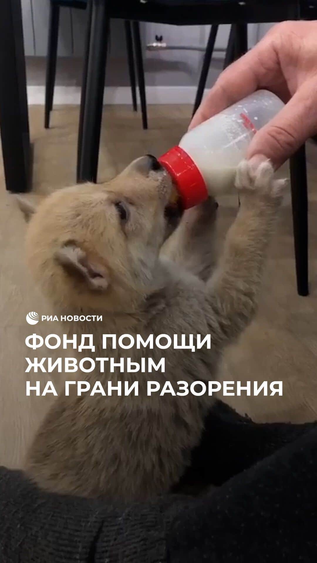 RIAノーボスチのインスタグラム：「Фонд помощи животным находится на грани разорения. С 2009 года благотворительная организация «Горячая линия Потеряшки» в Тюмени помогает животным. Все это время фонд существует благодаря пожертвованиям неравнодушных людей. Однако сейчас «Потеряшки» столкнулись с трудностями. Из-за сильного роста цен на корма, лекарства и услуги ветклиник фонд на грани закрытия. Сотрудники просят помощи у волонтеров и просто неравнодушных людей, чтобы продолжить свою работу.」