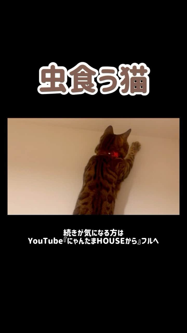 にゃんたまハウスのインスタグラム：「美人猫が虫ヤッてそのまま食べちゃいました🦟💥🐈 #にゃんたまHOUSE #youtubeもよろしく #ベンガル猫 #ガガンボ #ベルかわヨ #ねこ部」