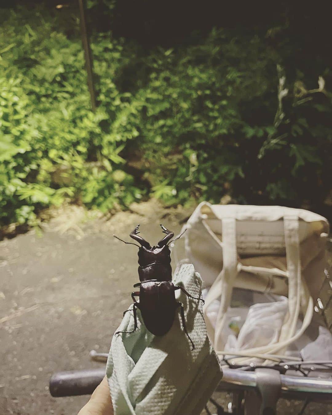 鳥木弥生さんのインスタグラム写真 - (鳥木弥生Instagram)「ちょっと森から離れた場所でひっくり返ってもがいていたので、とりあえずお家(仮)までお送りしました。 #2023夏 最初に出会った #クワガタ #うちの森」7月13日 21時23分 - yayoitoriki