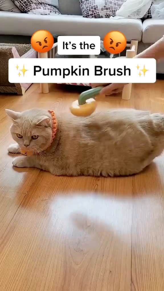 Cute Pets Dogs Catsのインスタグラム：「The gentle yet effective bristles effortlessly remove stray hairs, reducing shedding and leaving your cat’s coat sleek and healthy. 😎  Only today 37% off 🎉  Click the link in our Bio @kittens_of_world   You can find all additional information on our 9Lives store.  #catsofinstagram #catlover #catlovers #gato #catsagram #caturday #cats_of_world #catsofworld #catselfie #catsdaily #catnip #catslove #catsuit #catsworld #catsforlife #catslifestyle #catsinstagram #catrules #catvideooftheday #catphotoshoot #caturdaynight #catventures #catvids」