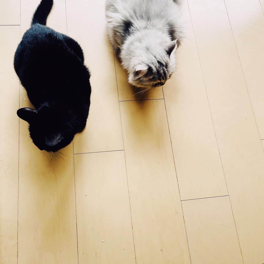 奥菜恵さんのインスタグラム写真 - (奥菜恵Instagram)「おはようございます。 プロテインをシャカシャカし始めると、犬逃げて猫集まる。 そんな朝。  #朝の風景 #穏やかな朝 #猫 #白と黒 #おはよう」7月14日 7時36分 - megumi_okina