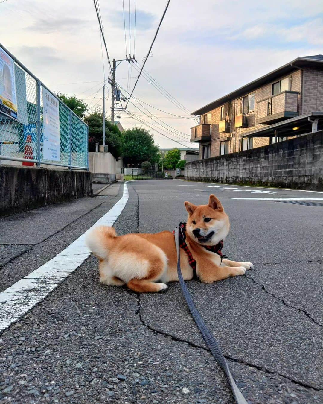 わたをさんのインスタグラム写真 - (わたをInstagram)「鯛めし  カルパッチョを作った時に残った頭と中骨で。両面に塩をして軽く焦げ目がつくくらい炙り、お米とダシ昆布と一緒に土鍋で炊飯。ここで鯛を一旦取り出し、丁寧に骨を取り除いてからご飯に戻し入れて出来上がり👴🏼  ※2枚目は休憩中の今朝のおすしちゃん🐾  #おうちごはん #朝ごはん #鯛めし #かまどさん #Yummy #Delicious #Japan #japanesefood #breakfast」7月14日 7時38分 - watao.n