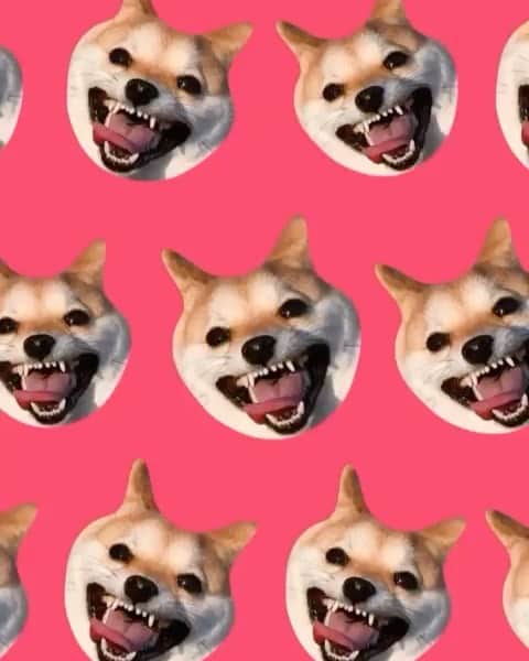豆柴にこちゃんのインスタグラム：「🐶 おはよー 豆ひなちゃんママが作ってくれた、 サイコパスたま🤣  写真のセレクションと揺らし方が トラウマ級👍さすが😆 みんなの今夜の夢に出ろー！  2枚目はかわいいはずの写真だけど 顔が「無」すぎて逆に一番ヤバい タイプかもしれない🤡  豆ひなちゃんママありがとー！ こういうの大好物です😆 @mamesuke_57  #柴犬#豆柴#mameshiba #shibastagram#japanphoto#shibainu#犬#shibainumania#犬のいる暮らし#shiba_snap#shibainupuppy#多頭飼い#dog#いぬすたぐらむ#puppy#dogstagram#instadog #doglover#pecoいぬ部#pecotv#いぬのきもち部#狗#子犬#barked#9gag#9gagpets#시바견」