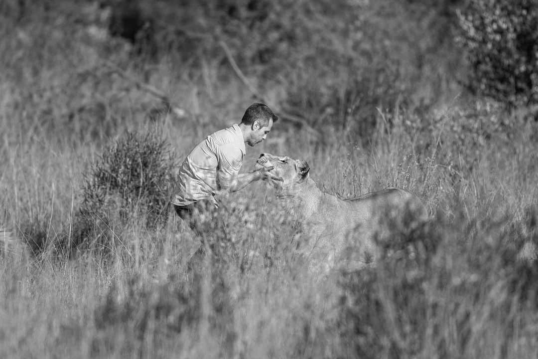 Kevin Richardson LionWhisperer のインスタグラム：「Amidst a world where fewer and fewer people comprehend the depth of our connection, here lies a profound bond that defies conventional understanding. In her eyes, a reflection of trust and kinship, forged over decades and in mine the same.   📸 @jackiewildphoto   #UnspokenConnection #BeyondWords #IntertwinedSouls #Unbreakablebond #LionessWhisperer #TrustAndRespect」