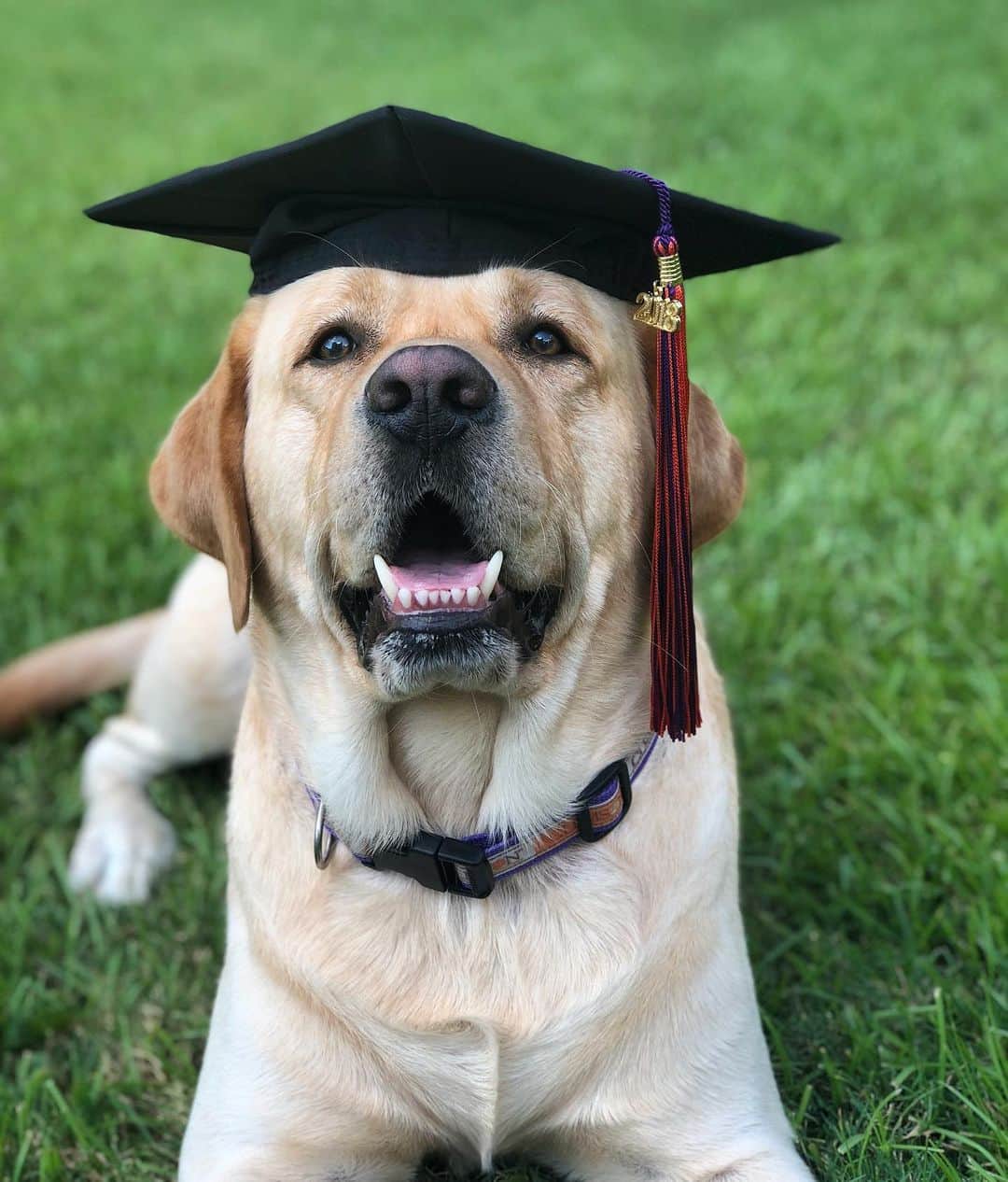 Huckのインスタグラム：「#ThrowbackThursday to when I graduated from Clemson 🐅💜🧡 . . . . #talesofalab #worldofmylab #labs_of_insta #fab_labs_ #labradorable #labrador_class #yellowlab #yellowlabsquad #englishlabrador #labphotooftheday #labradorofinstagram #dogsofinstagram #lovemylab #clemson #yellowlabnamedhuck」