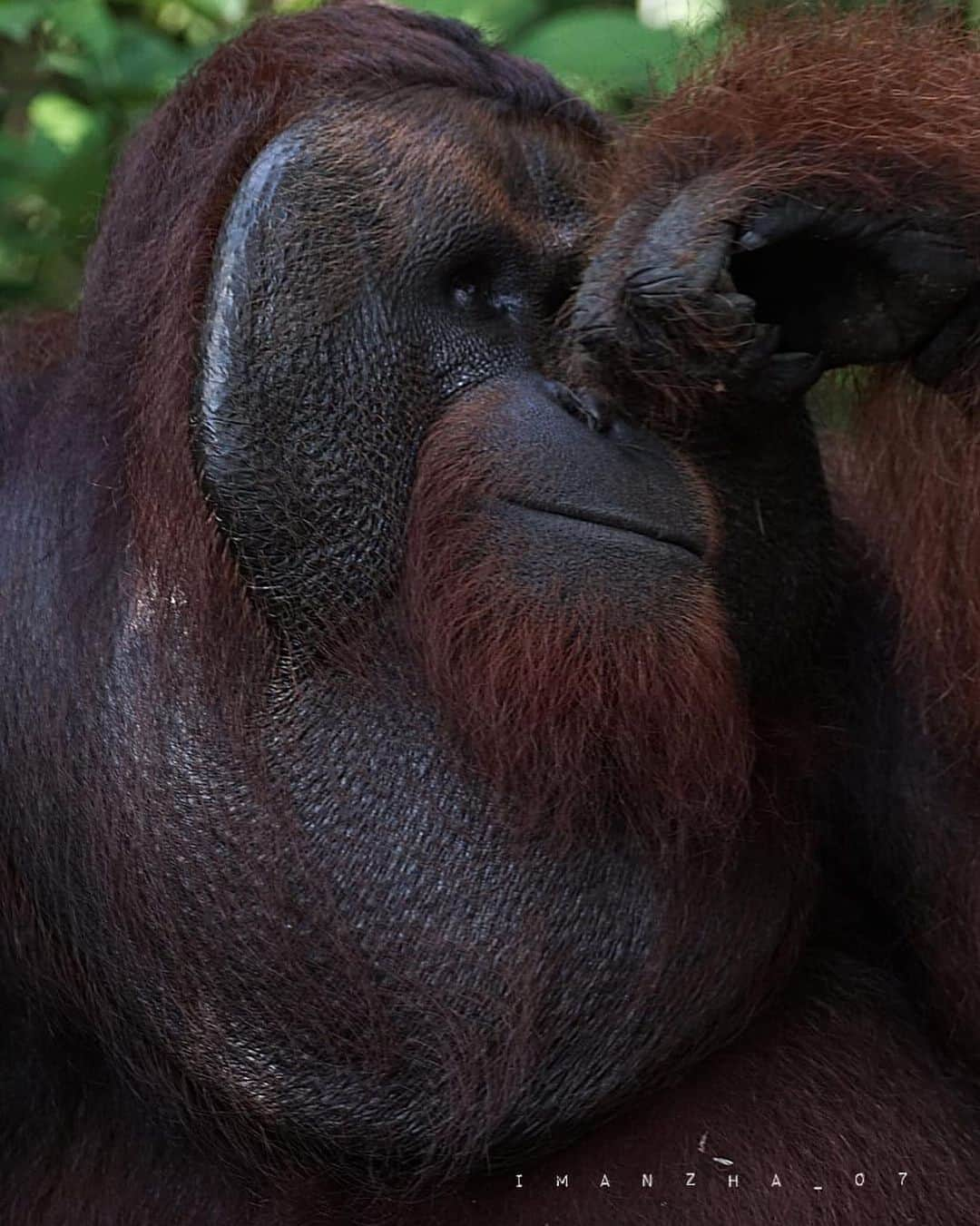 OFI Australiaのインスタグラム：「This is Jacob, the dominant male orangutan at Camp Leakey. He is wild born, not ex-captive. Tanjung Puting National Park, Central Kalimantan, Borneo.  Great photo thanks to local eco tour guide @imanzha_07  #tanjungputingnationalpark #SaveOrangutans #borneo #wildlifephotography」