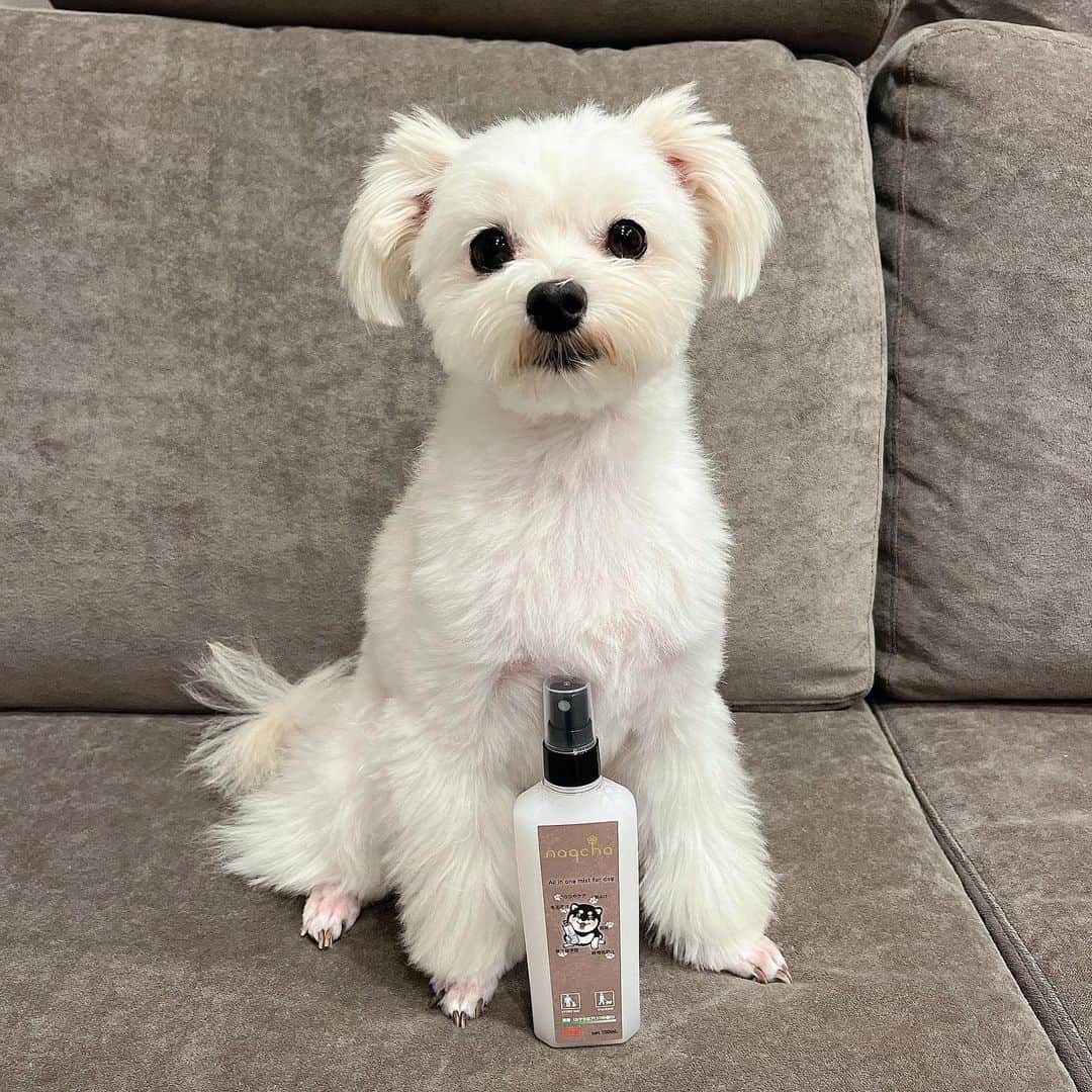 手束真知子さんのインスタグラム写真 - (手束真知子Instagram)「naqchaオールインワンミスト愛犬用100mL  が届きました🐶✨  わんちゃん用ミストなのですが、 これ、優れものなんですよ！！  これ1本で さらツヤ・虫よけ・空間消臭・紫外線予防・毛玉防止・静電気予防になるんです！凄くないですか！？  夏の時期は虫が心配なので 虫除けスプレーを探していたところ、虫除けだけでなく毛艶にも良いものを見つけちゃいました^ ^  この夏の必需品になりそうです🎵  PR @anzu_papa #美容とペットのナクチャ #naqcha #愛犬用 #オールインワンミスト #虫よけ #紫外線予防 #静電気予防 #毛玉防止」7月14日 1時19分 - machikotezuka