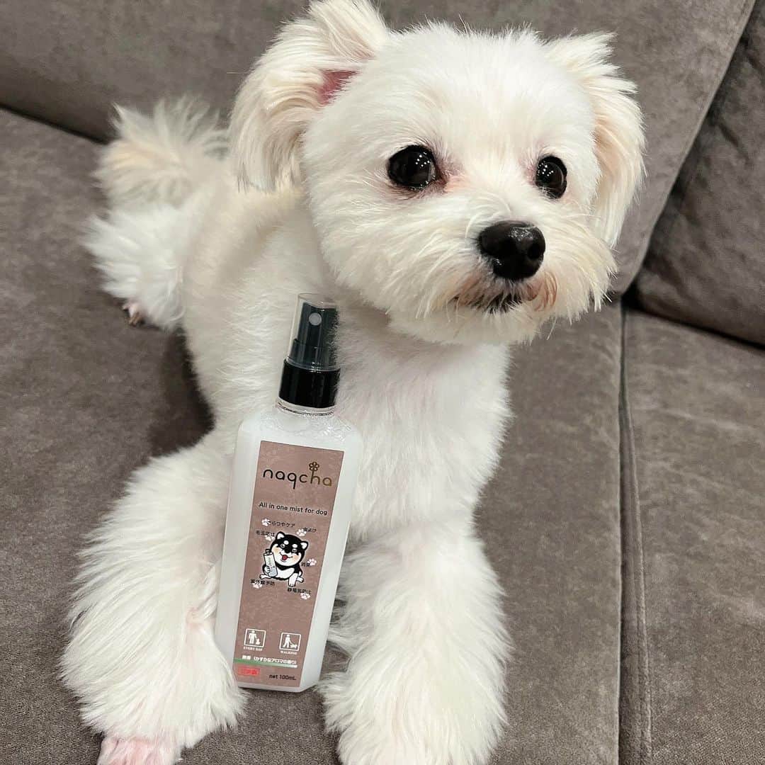 手束真知子さんのインスタグラム写真 - (手束真知子Instagram)「naqchaオールインワンミスト愛犬用100mL  が届きました🐶✨  わんちゃん用ミストなのですが、 これ、優れものなんですよ！！  これ1本で さらツヤ・虫よけ・空間消臭・紫外線予防・毛玉防止・静電気予防になるんです！凄くないですか！？  夏の時期は虫が心配なので 虫除けスプレーを探していたところ、虫除けだけでなく毛艶にも良いものを見つけちゃいました^ ^  この夏の必需品になりそうです🎵  PR @anzu_papa #美容とペットのナクチャ #naqcha #愛犬用 #オールインワンミスト #虫よけ #紫外線予防 #静電気予防 #毛玉防止」7月14日 1時19分 - machikotezuka