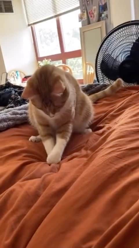 Cute Pets Dogs Catsのインスタグラム：「call Beyonce! new back up dancer  Credit: beautiful haley3453 (tt) ** For all crediting issues and removals pls 𝐄𝐦𝐚𝐢𝐥 𝐮𝐬 ☺️  𝐍𝐨𝐭𝐞: we don’t own this video/pics, all rights go to their respective owners. If owner is not provided, tagged (meaning we couldn’t find who is the owner), 𝐩𝐥𝐬 𝐄𝐦𝐚𝐢𝐥 𝐮𝐬 with 𝐬𝐮𝐛𝐣𝐞𝐜𝐭 “𝐂𝐫𝐞𝐝𝐢𝐭 𝐈𝐬𝐬𝐮𝐞𝐬” and 𝐨𝐰𝐧𝐞𝐫 𝐰𝐢𝐥𝐥 𝐛𝐞 𝐭𝐚𝐠𝐠𝐞𝐝 𝐬𝐡𝐨𝐫𝐭𝐥𝐲 𝐚𝐟𝐭𝐞𝐫.  We have been building this community for over 6 years, but 𝐞𝐯𝐞𝐫𝐲 𝐫𝐞𝐩𝐨𝐫𝐭 𝐜𝐨𝐮𝐥𝐝 𝐠𝐞𝐭 𝐨𝐮𝐫 𝐩𝐚𝐠𝐞 𝐝𝐞𝐥𝐞𝐭𝐞𝐝, pls email us first. **」