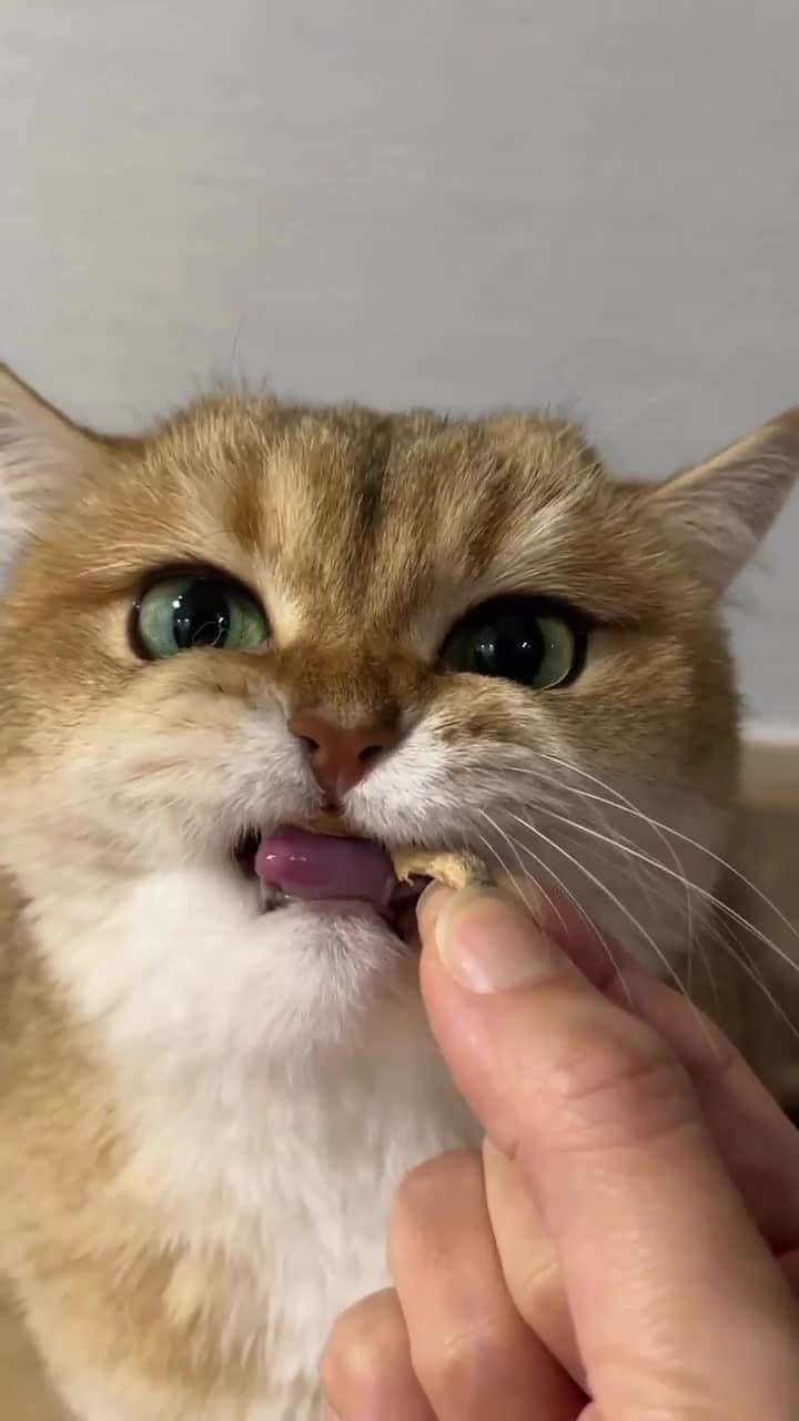Cats of Instagramのインスタグラム：「From @tootie_bunface: "Step into the world of Tootie, the charming fluffy chomper who will steal your heart with her adorable ASMR session featuring the most delicious dry fishies. Let Tootie’s aggressive punches and gentle cromches transport you to a state of pure bliss, as you witness the magic of dry fish battle up close and personal 😂😂😂⁠ ⁠ 비링내 아주 꼬솝고 조은데 내 입에 빨리 넣어라 두번 말하기 실타 😺" #catsofinstagram」