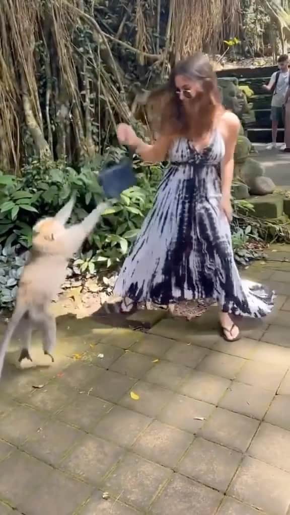 Cute baby animal videos picsのインスタグラム：「Monkey thought there were bananas in purse 😂 Song : Alone @bigsteppadrew  - - Follow us @cutie.animals.page for more !! 💙 - - Credit 📸 DM for credit/removal)🙏🏻 - - #animals #nature #animal #pets #love #cute #wildlife #pet #cats #dog #photography #dogs #instagram #cat #naturephotography #of #photooftheday #dogsofinstagram #animallovers #wildlifephotography #petsofinstagram #birds #catsofinstagram #instagood #petstagram #art #animalsofinstagram #puppy #bird #bhfyp」