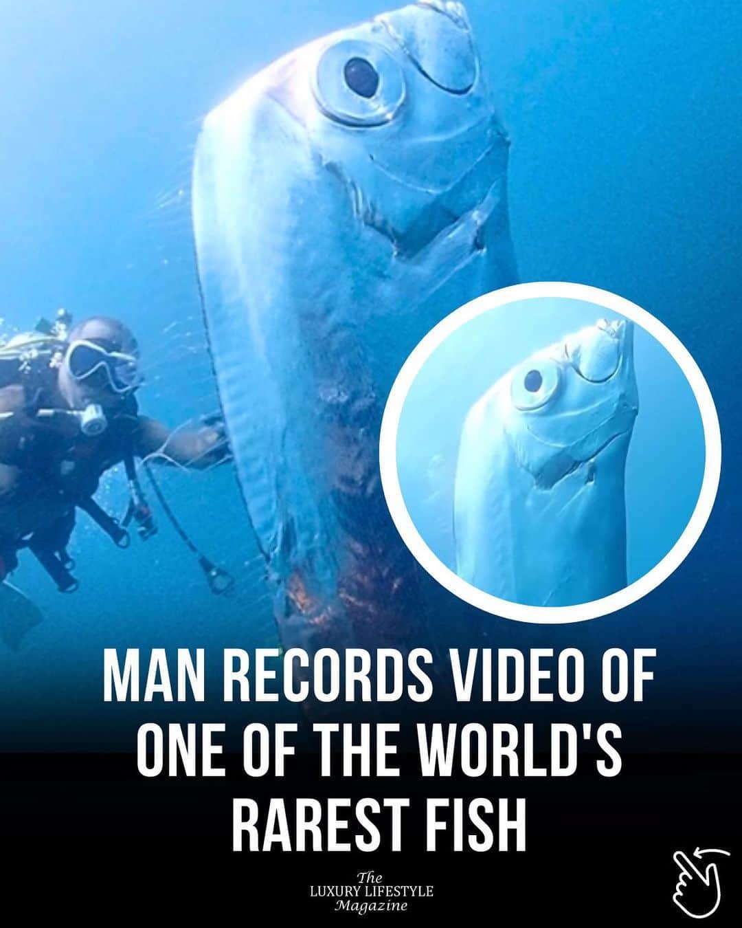 The Luxury Lifestyle Magazineさんのインスタグラム写真 - (The Luxury Lifestyle MagazineInstagram)「A group of scuba divers had an amazing experience with a special creature called an oarfish. These fish are very rare and are sometimes connected to stories of sea monsters.  Usually, oarfish stay hidden deep in the ocean and people only see them when they wash up dead on beaches. But in this lucky situation, the divers not only saw a living oarfish but also got close enough to touch it.   The oarfish is known as the longest bony fish we know about, and the biggest one ever measured was a huge 36 feet (11 meters) long.  Video: @chengruwang」7月14日 8時34分 - luxurylifestylemagazine
