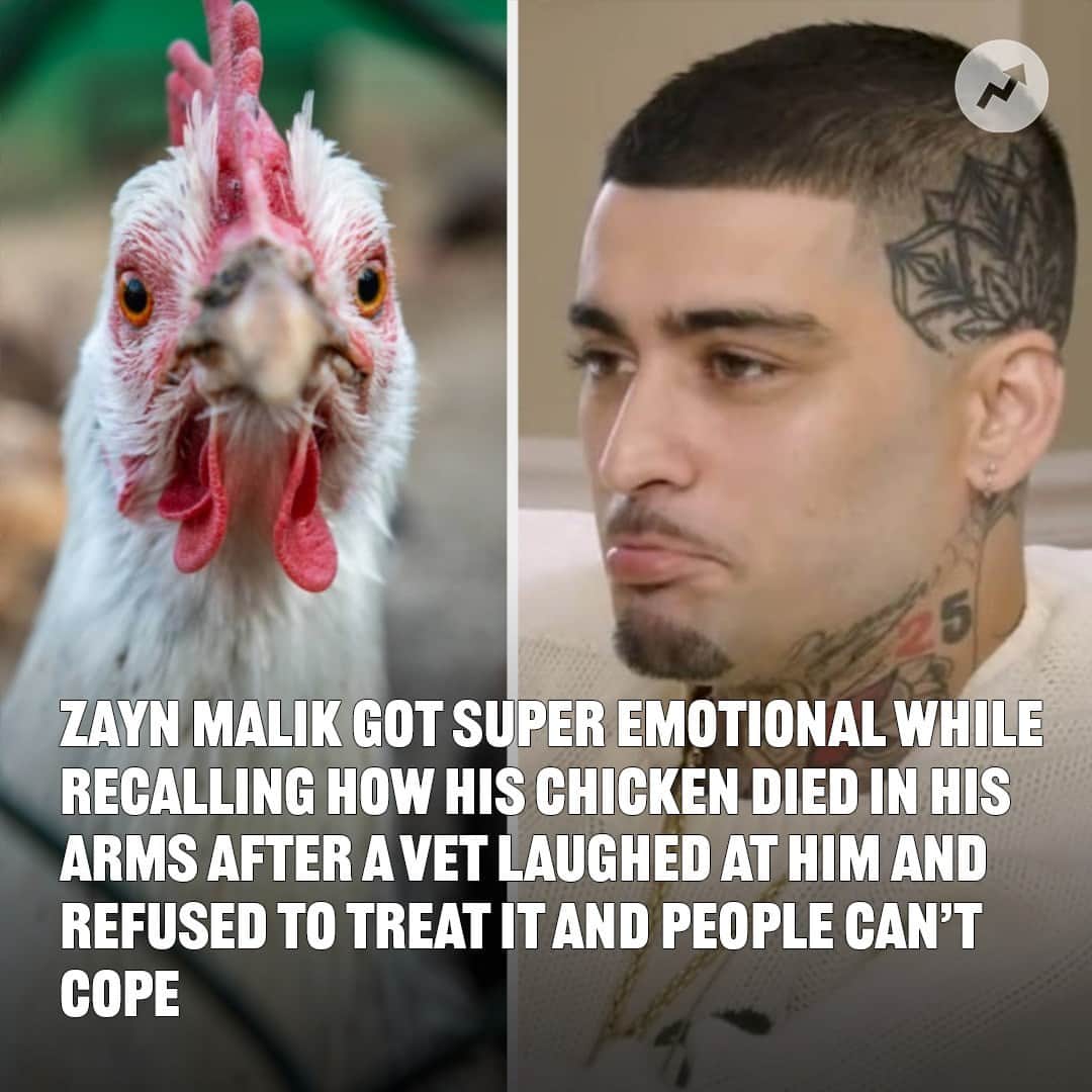 BuzzFeedさんのインスタグラム写真 - (BuzzFeedInstagram)「To the vet that made Zayn Malik cry, I just want to talk…more at the link in bio 😭」7月14日 3時45分 - buzzfeed