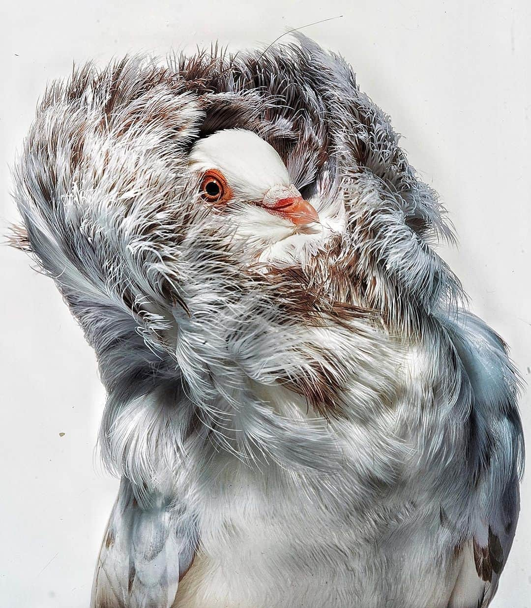 Robert Clarkさんのインスタグラム写真 - (Robert ClarkInstagram)「Another re-edit from my favorite #NatGeo assignment, #WarDarwinWrong? No is the answer. The picture is of a #JacobinPigeon, the kind of pigeon that #CharlesDarwin raised, an worked on a process of selective breeding, trying to increase the speed of the process of #evolution.」7月14日 4時43分 - robertclarkphoto