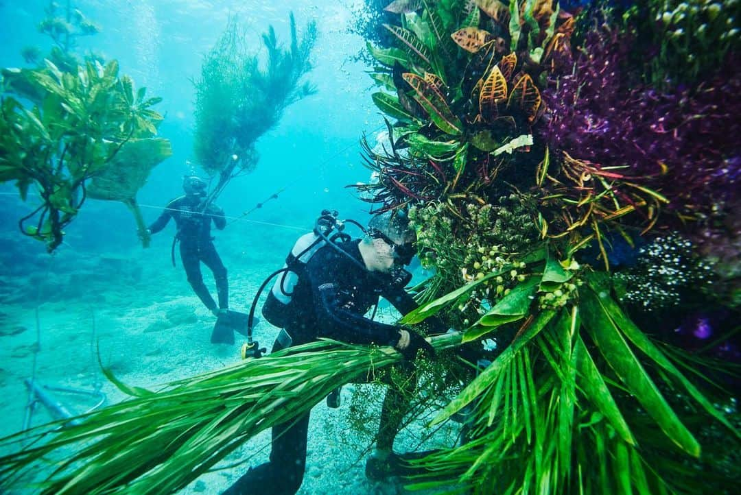 椎木俊介さんのインスタグラム写真 - (椎木俊介Instagram)「Botanical sculpture × In Bloom project - Sea #3  #azumamakoto #shiinokishunsuke #amkk #botanicalsculpture #inbloom  #sea  #flowerart #東信 #東信花樹研究所 #unexpectedscenery」7月14日 5時21分 - shiinokishunsuke