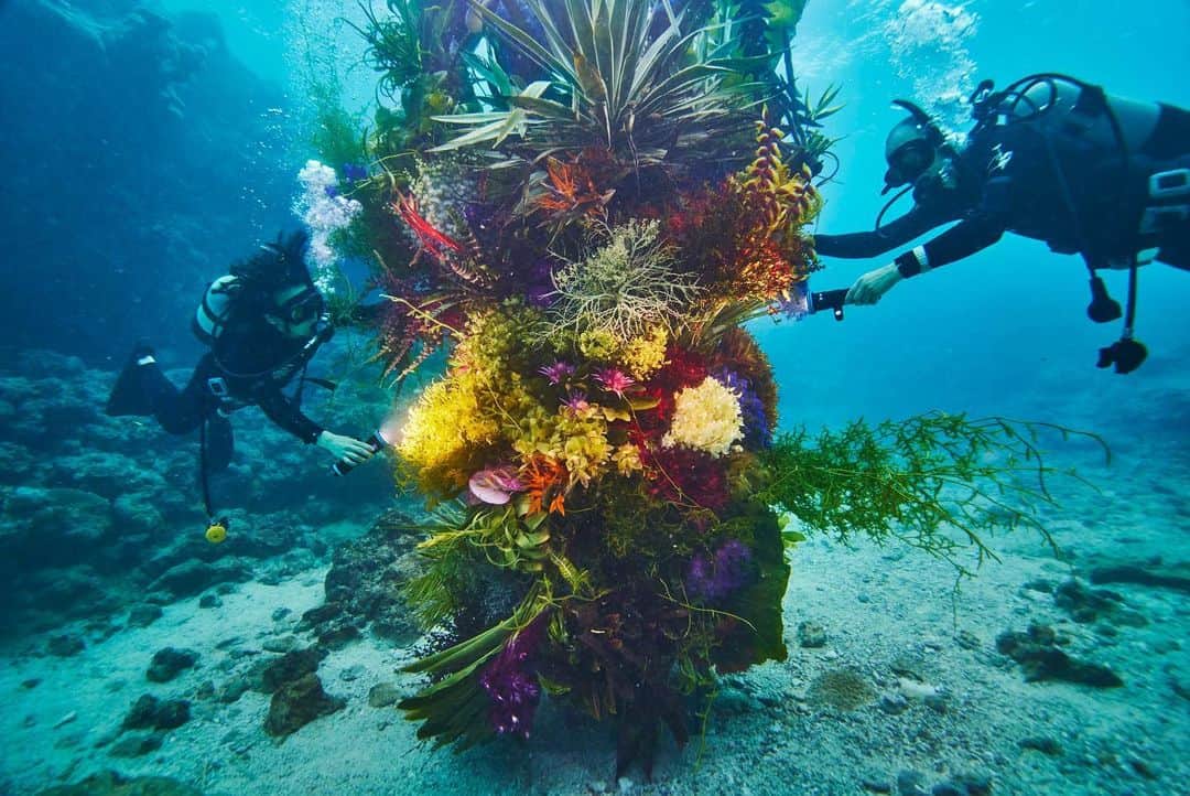 椎木俊介のインスタグラム：「Botanical sculpture × In Bloom project - Sea #3  #azumamakoto #shiinokishunsuke #amkk #botanicalsculpture #inbloom  #sea  #flowerart #東信 #東信花樹研究所 #unexpectedscenery」